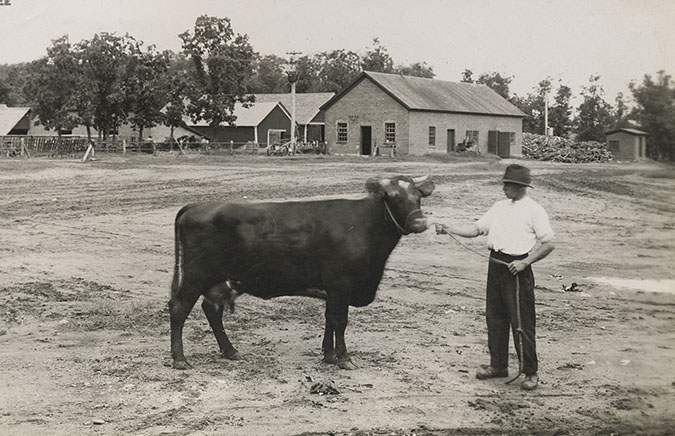The farm was known for its pedigreed cattle. The farm was known for its pedigreed cattle.