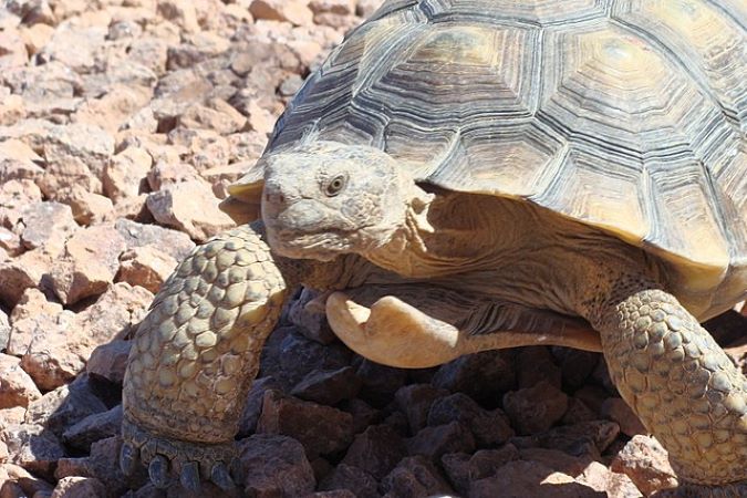 A Mojave Desert tortoise A Mojave Desert tortoise